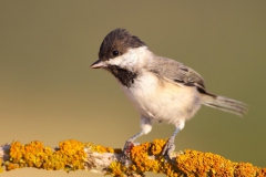 Akyanakli-Bastankara-Parus-lugubris_IMG_7200-min