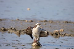 Balik-Kartali-Pandion-haliaetus_IMG_8608-min