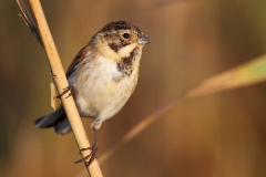 Bataklik-Kirazkusu-Emberiza-schoeniclus_TMR_2590-min