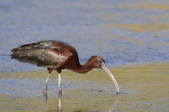 Celtikci-Plegadis-falcinellus_IMG_0236-min