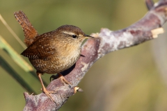 Citkusu-Troglodytes-troglodytes_TMR_2859-min