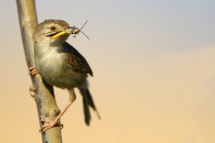 Dikkuyruklu-Otlegen-Prina-gracilis_TZ__4095-min