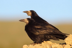 Ekin-Kargasi-Corvus-frugilegus_TMR_6737-min