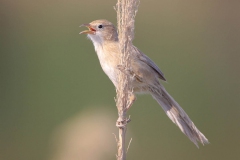 Irak-yedikardesi-Turdoides-altirostris_IMG_4069-min