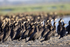 Karabatak-Phalacrocorax-carbo_IMG_2146-min