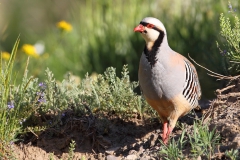 Kinali-Keklik-Alectoris-chukar_TMR_8894-min