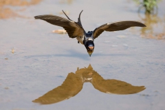 Kir-Kirlangici-Hirundo-rustica_TZ__4718-min