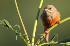 Kirazkusu-Emberiza-hortulana_TMR_8829-min