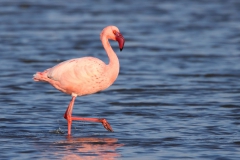 Kucuk-Flamingo-Phoenicopterus-minor_tz_00010-min