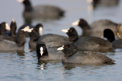 Sakarmeke-Fulica-atra_tz_4292-min