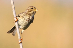 Tarla-Kirazkusu-Miliaria-calandra_IMG_5511-min