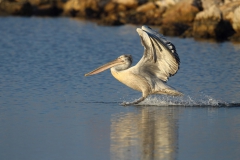 Tepeli-Pelikan-Pelecanus-crispus_TMR_9696-min