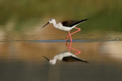 Uzunbacak-Himantopus-himantopus_IMG_4428-min